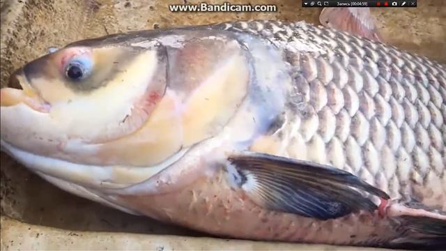 Мощная Рыбалка Для Мирового Рекордда 👍👍👍👍 смотреть онлайн