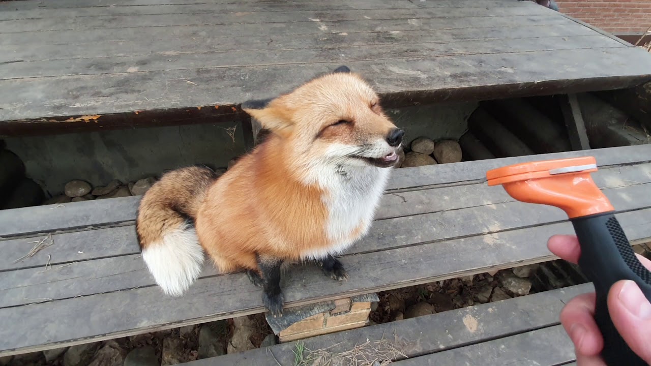 Лисий гипноз [Лиса Алиса, Alice the Fox, лисы, собаки, животные, милота] смотреть онлайн