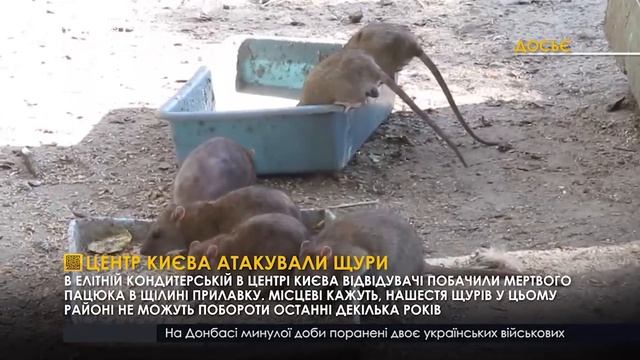 Центр Києва атакували щури смотреть онлайн