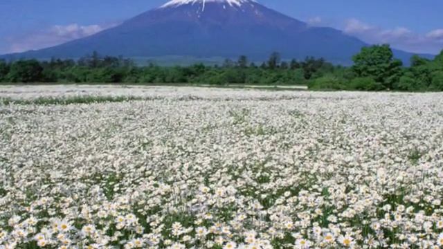 Ароматы садов беспредельности (прилож. к медитации) смотреть онлайн