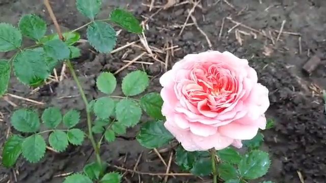 Роза Джульет и другие розы после дождя. 30.08.2020 г. Татарстан. смотреть онлайн