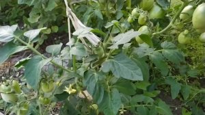 Обработка ОМУ перцев и помидор