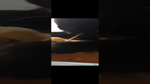 черныш смотреть онлайн