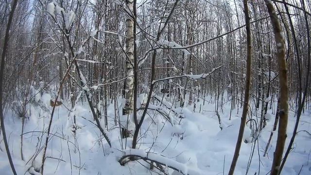 Охота с карело финской лайкой! смотреть онлайн