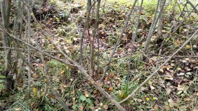 Собираем белые грибы правильно ✔ смотреть онлайн