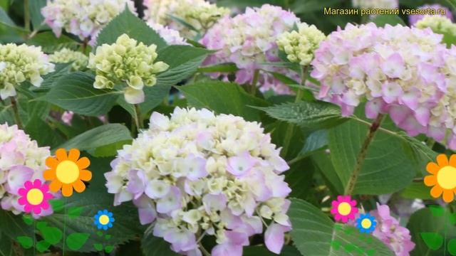 Гортензия крупнолистная Зэ ориджинал Пинк. Краткий обзор hydrangea macrophylla The Original Pink смотреть онлайн
