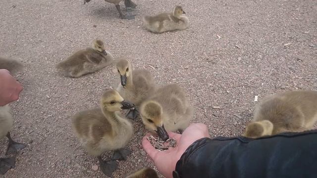 несварение;))))))))) смотреть онлайн