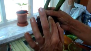 Как отделить деток Гузмании /Пересадка Гузмании/Мой маленький секрет!