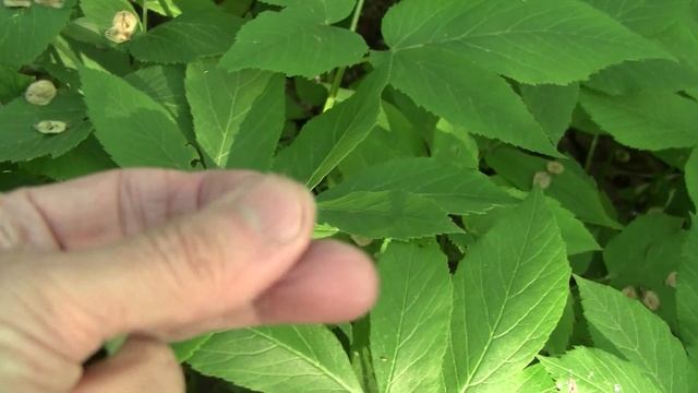 Как вырастить вяз, карагач. Сбор семян. Часть 3. смотреть онлайн