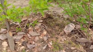 Используем кору в саду и на даче. Секрет где можно взять ее бесплатно.