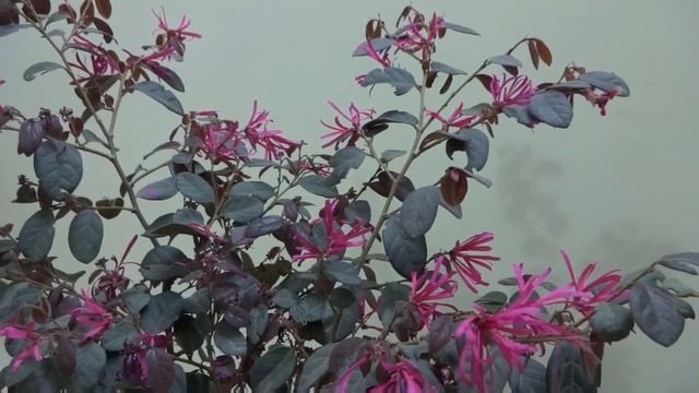 Loropetalum/Chinese Fringe flower plant Care,Propagation and perfect potting soil смотреть онлайн