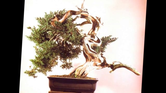 Bonsai before and after 2/Bonsai Master - Masahiko Kimura- бонсай до и после смотреть онлайн