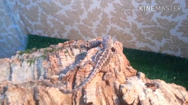 Маленький дракон - бородатая агама //обзор// смотреть онлайн