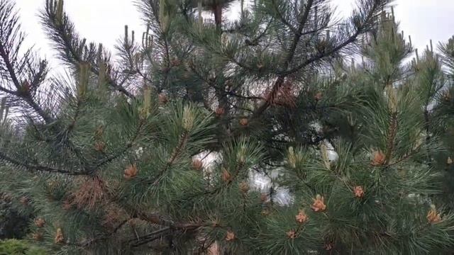 Алея красных каштанов ( red chestnut ) смотреть онлайн