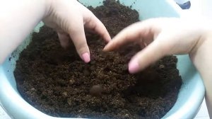 Субстрат для укоренения черенков кампанул