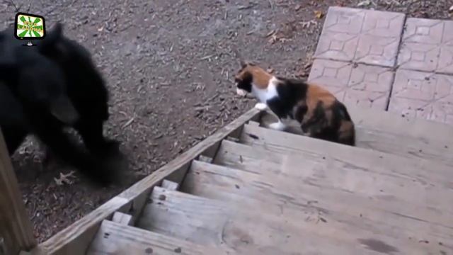 Барибал и кошка смотреть онлайн
