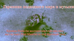 6. Крошка Рыба-ёж желтопятнистый циклихт под музыку Paul Mauriat из к/ф Кресный отец