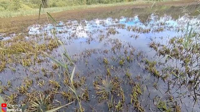 Шок! Этого пруда скоро не станет. Пруд зарастает телорезом/ Свой пруд на даче с рыбой и раками смотреть онлайн