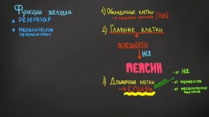 Пищеварительная система • строение и функции ЖКТ