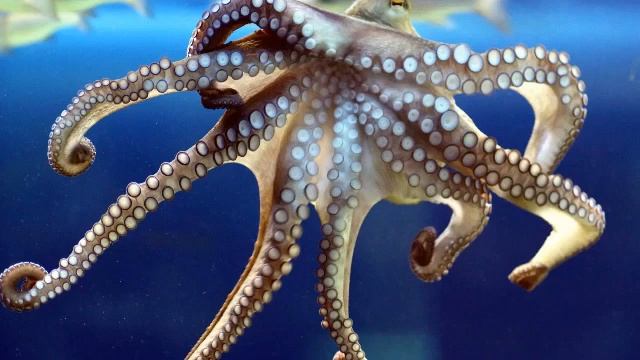 Отец Абсолют. ОФИЦИАЛЬНАЯ» ПОДАЧА ИНФОРМАЦИИ. (31.10.23 г) Квантовый переход. смотреть онлайн