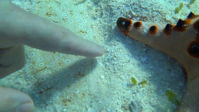 Philippines positive. Филиппины острова. ПОЗИТИВ. С кем играю в прятки в океане. ??????? смотреть онлайн