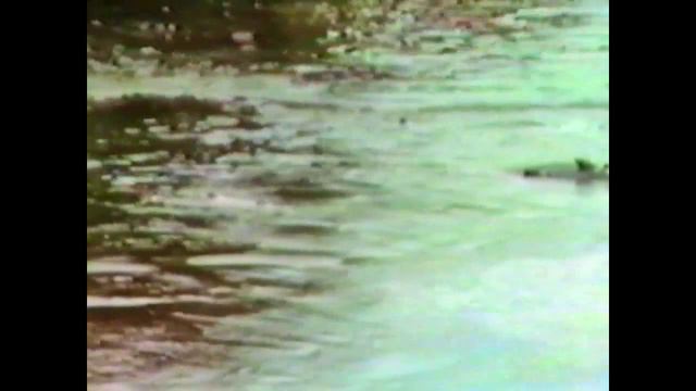 Чукотка Нерест рыбы смотреть онлайн