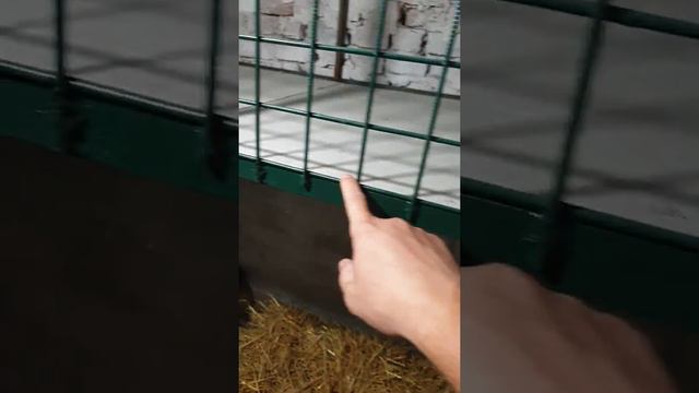 Клетки для нутрий смотреть онлайн