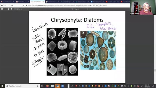 Botany video 11: Phaeophyta thru Euglenophyta (test 3 info) смотреть онлайн
