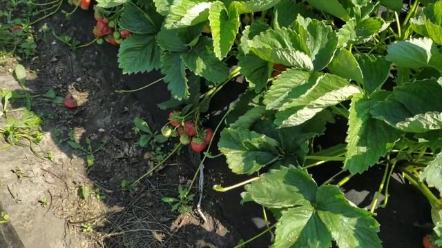 Клубника сорт Настёна Сластёна 27.06.20 смотреть онлайн