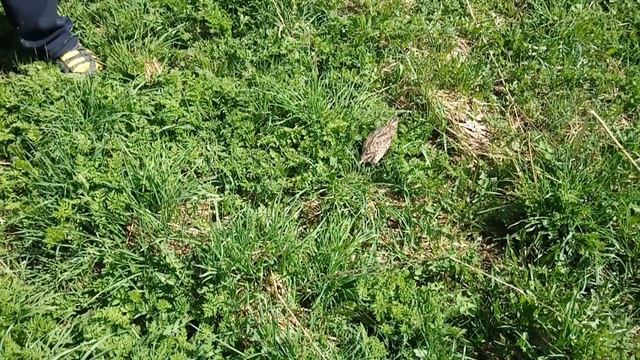 Природная маскировка перепела из магазинных яиц смотреть онлайн