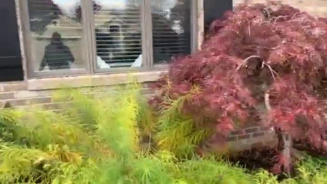 How Can I Make This Garden Better? смотреть онлайн