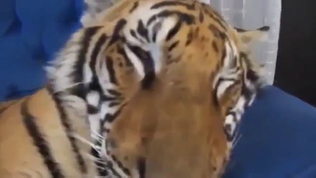 Домашний тигренок долго просыпается смотреть онлайн