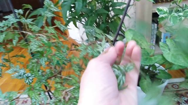 Комнатные цветы. Обрезаю свои растения ,много черенков ! смотреть онлайн