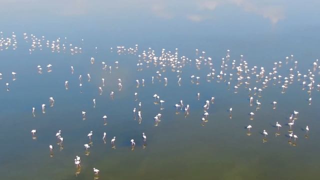 Flamingo at Larnaka Salt Lake with drone смотреть онлайн