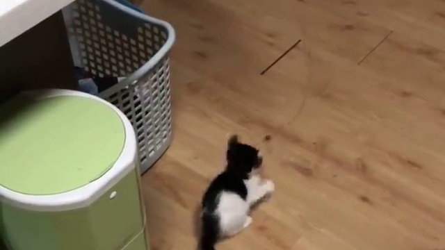 лайфхак по-кошачьи смотреть онлайн