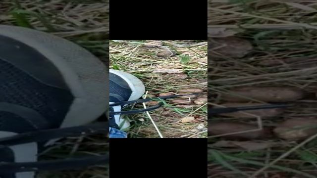 Берёзовая роща смотреть онлайн