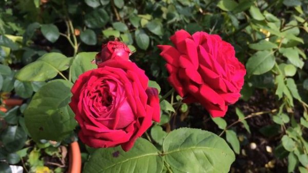 Eclair Rose | Old Antique Rose | Highly Fragrant | Red Rose | Harwood Rose Garden | Rose Review |