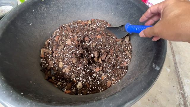 รีวิวต้นไม้ด่าง อโลคาเซีย โอกินาว่า ตัด ปลูก ขาย พันกว่าบาท Alocasia Okinawa for Sell (EP. 30) смотреть онлайн