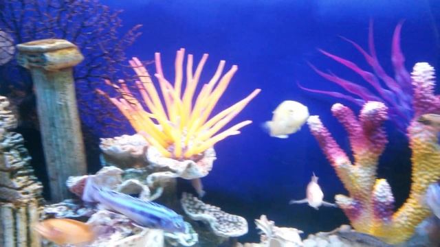 Коралловый риф О.Караваева смотреть онлайн