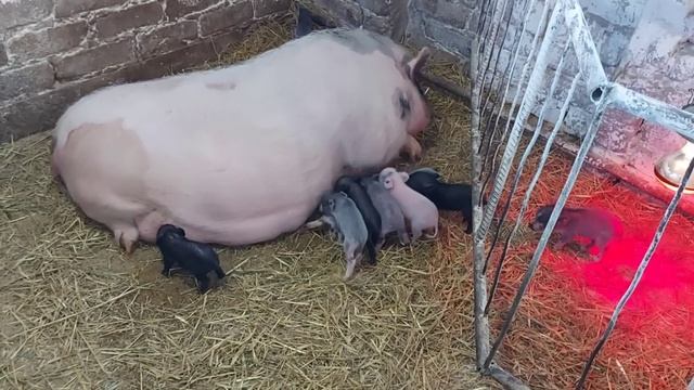 Посмотрели крольчат. Детворы полный двор. смотреть онлайн