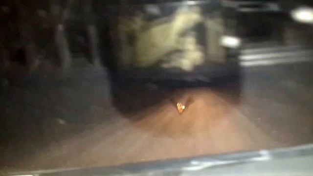 Лиса, куница.