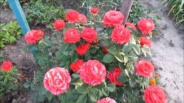 Троянда чайно-гібридна Ель Торо (El Toro). Купувала як Жельторс смотреть онлайн