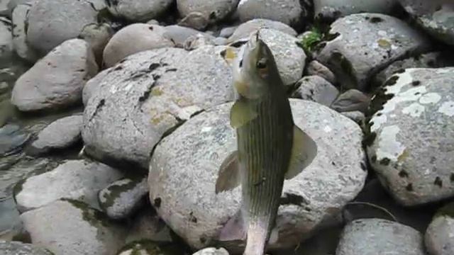 Хариус смотреть онлайн