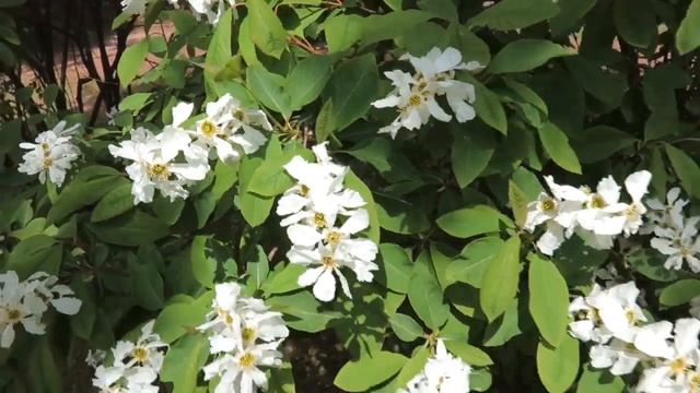 Exochorda serratifolia hroznovec pilolistý смотреть онлайн
