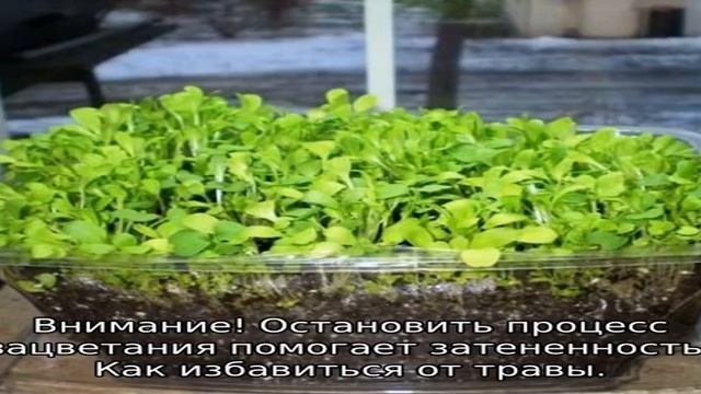 Веганские Рецепты