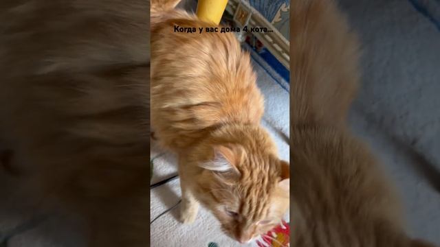 #котвдомехозяин #котики #homesweethome #cats #loveofmylife смотреть онлайн