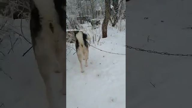 Маламут ищет дом. Уфа смотреть онлайн