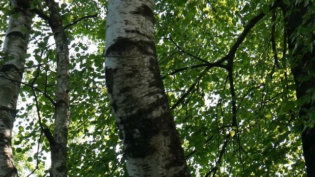 ДУХ ДЕРЕВА - упражнение для укрепления духа и обновления энергетики человека. смотреть онлайн