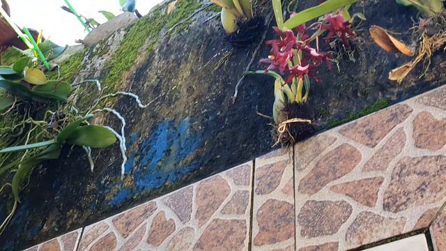 Dicas de cultivo: ALOCASIA CUPREA (Pulmão de aço) смотреть онлайн