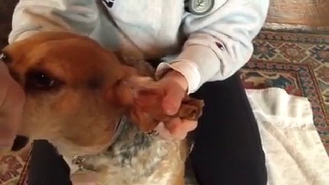 Veterinary ear cleaning basics смотреть онлайн